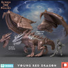 Junger Roter Drache / Young Red Dragon