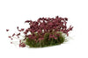 Gamers Grass Dark Purple Flowers